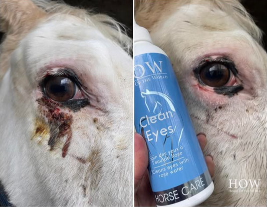 Clean Eyes : Le Soin Révolutionnaire pour un Regard Apaisé et Confortable chez le Cheval 🐴💧